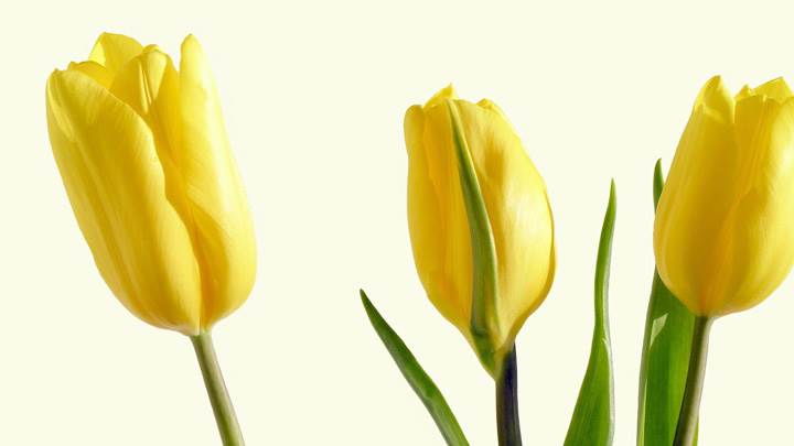 Three Yellow Tulips And White Background